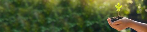 Planta en manos, con visión sostenible